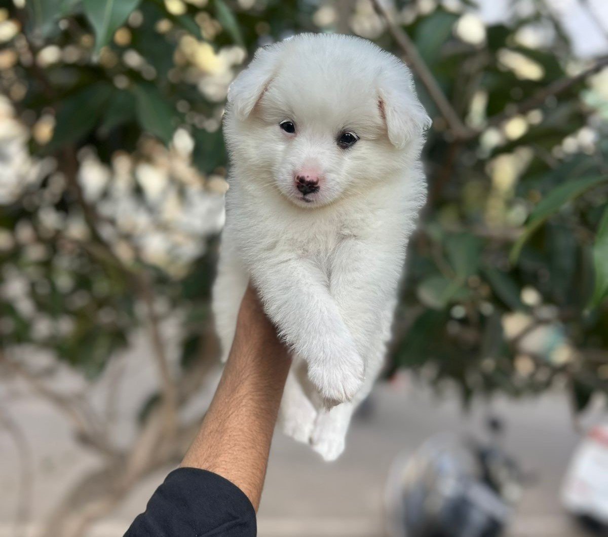 Order Female Pomeranian   Puppy from Mumbai